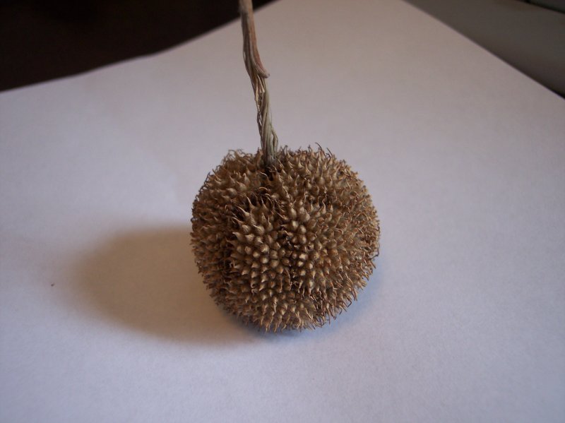 pod of the american sycamore