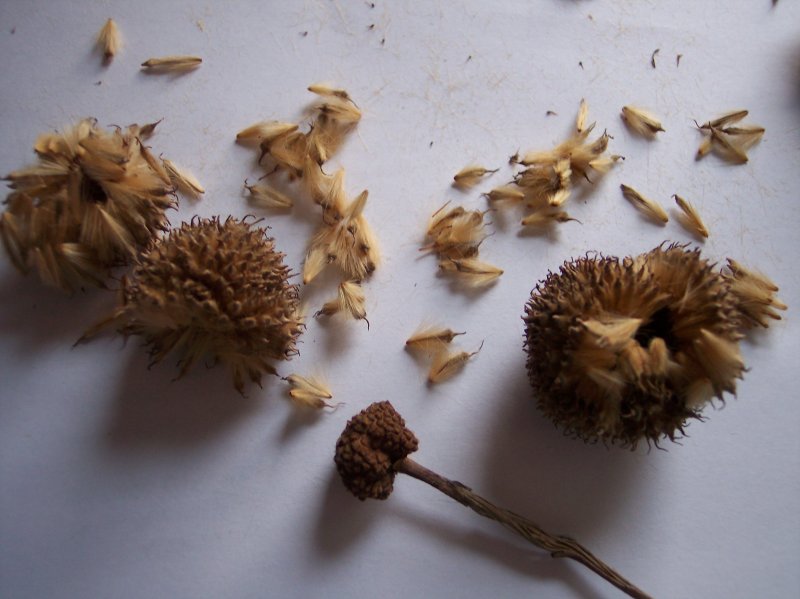 broken down pod showing seed and heart of the american sycamore