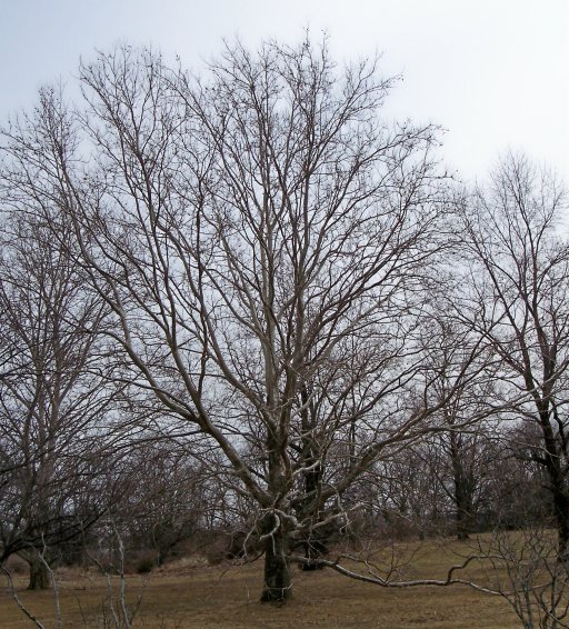 American Sycamore