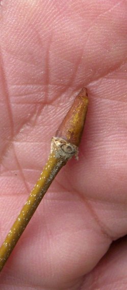 Bud of the American Sycamore