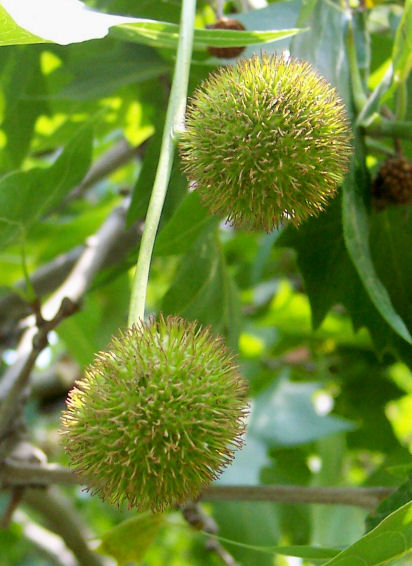 Young Fruit of the American Sycamore