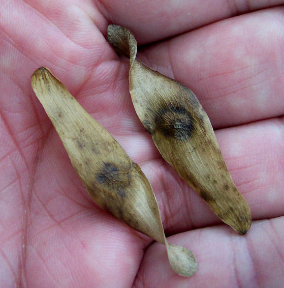 Fruit of the Tree of Heaven