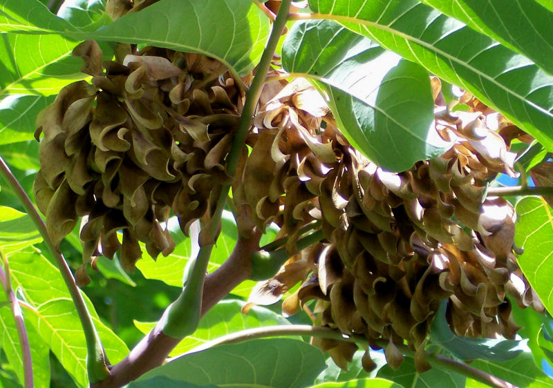 Seeds of the Tree of Heaven