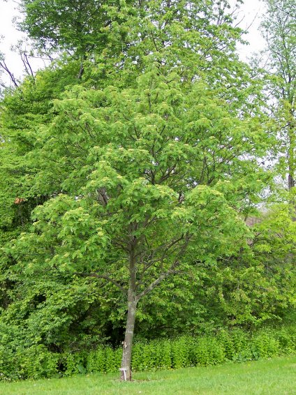 American Mountain-Ash
