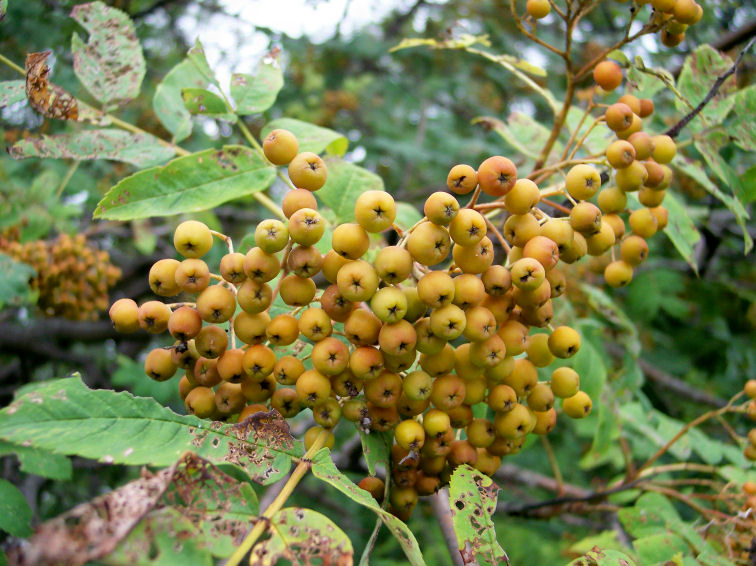 Fruit of the American Mountain-Ash