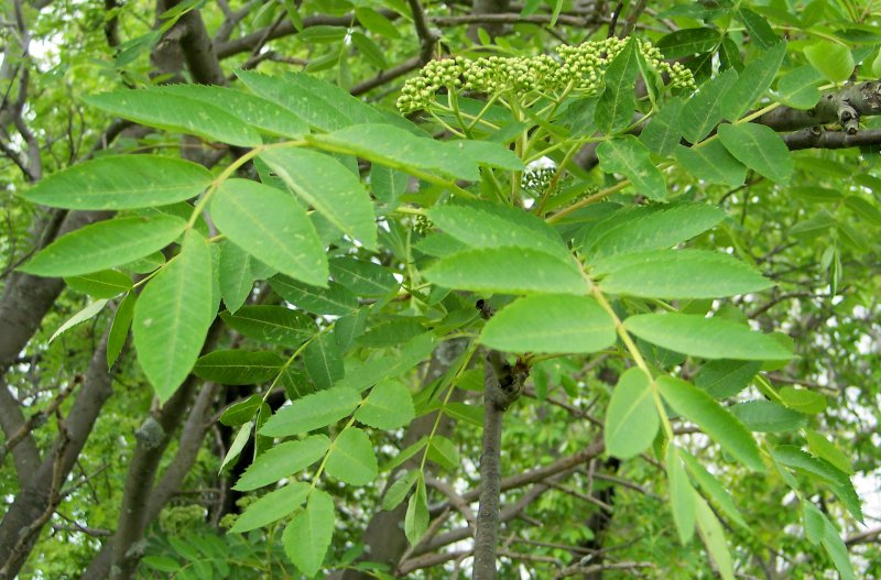 Leaf and Flower Buds of the American Mountain-Ash