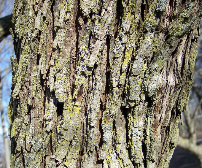 Trunk of the Downy Hawthorn