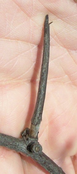 Thorn of the Downy Hawthorn