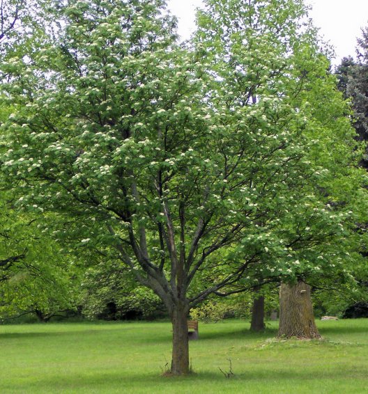 European Mountain-Ash
