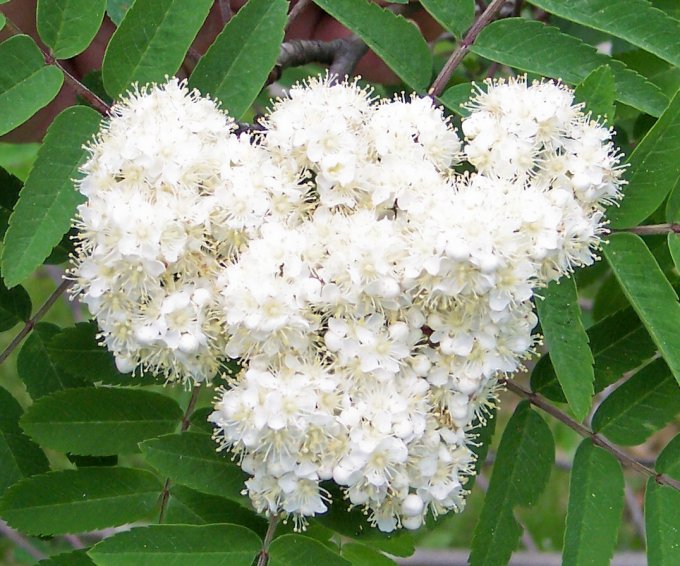 Flowers of the European Mountain-Ash