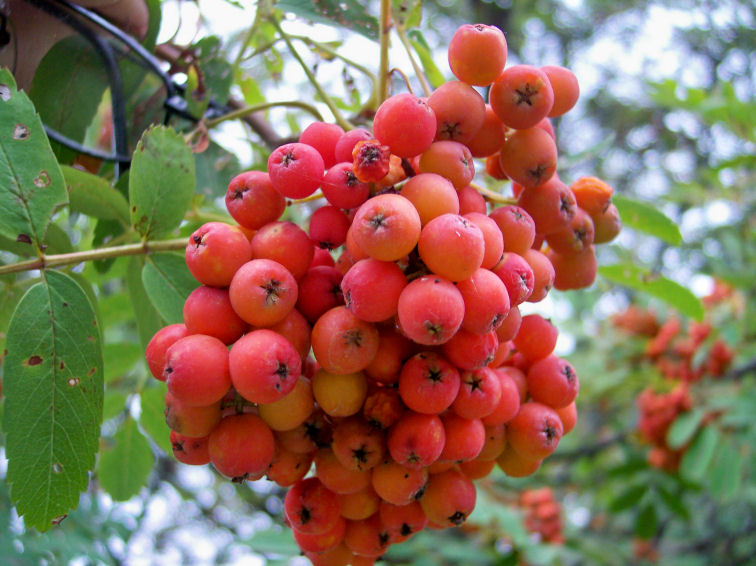 Fruit of the European Mountain-Ash