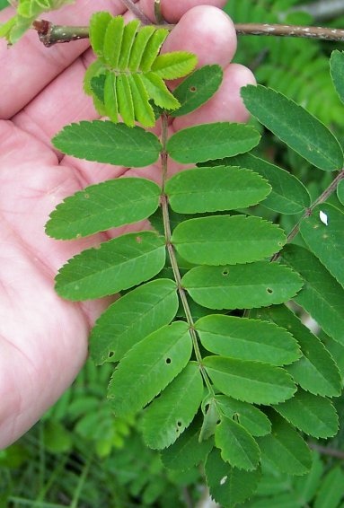 Leaf of the European Mountain-Ash