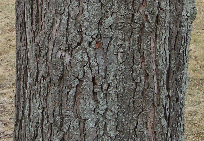 Trunk of the Wild Black Cherry