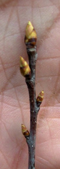 Bud of the Wild Black Cherry