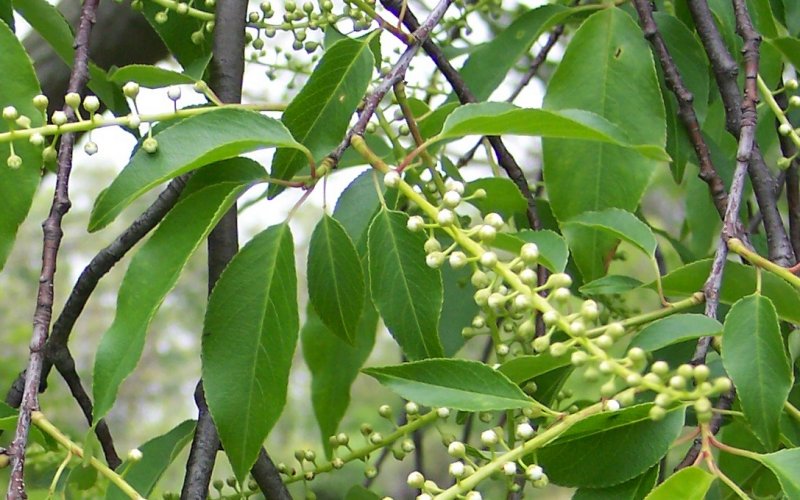 Leaf and Flower Buds of the Wild Black Cherry