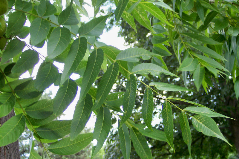 Leaf of the Black Walnut