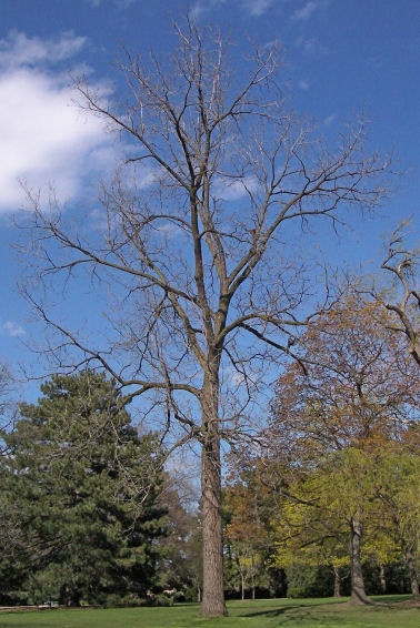 Black Walnut in the spring