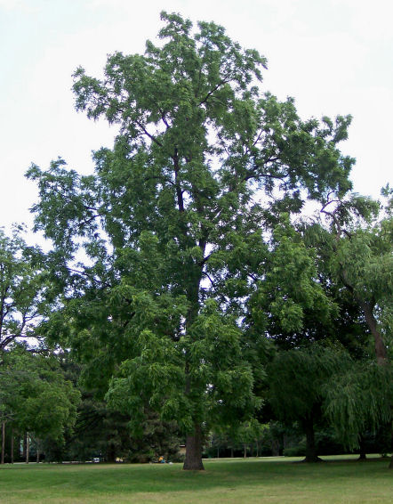 Black Walnut in the summer