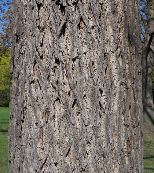 Trunk of the Black Walnut