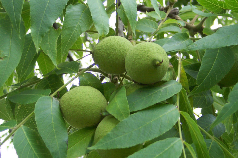 Fruit of the Black Walnut