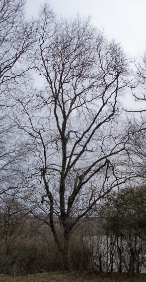 Shagbark Hickory