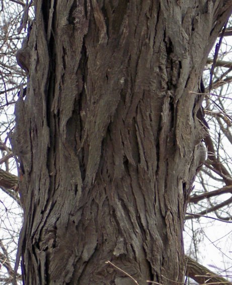 Trunk of the Shagbark Hickory