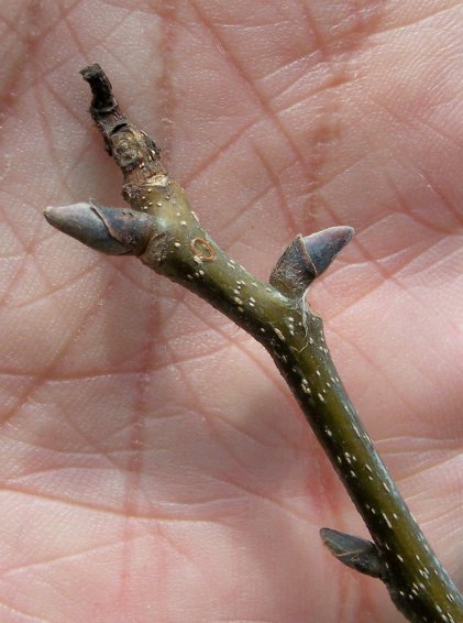 Bud of the Shagbark Hickory