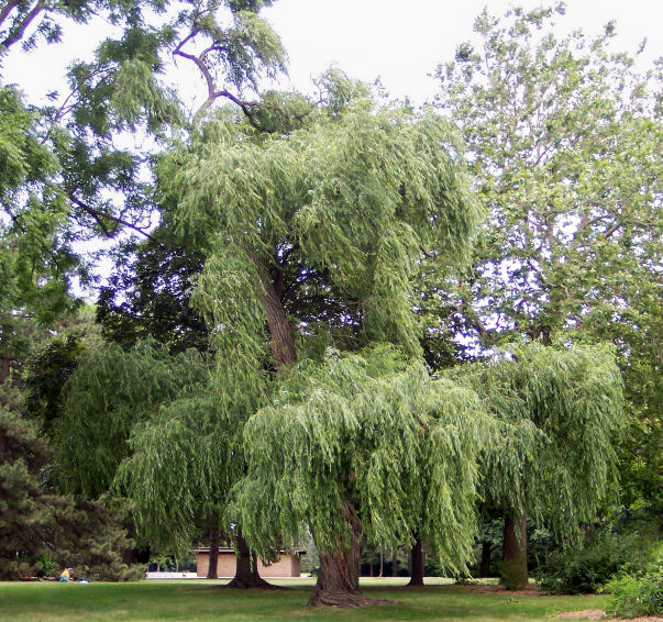 Black Willow