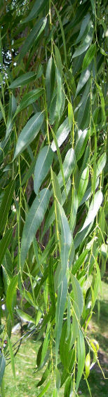 Leaf of the Black Willow