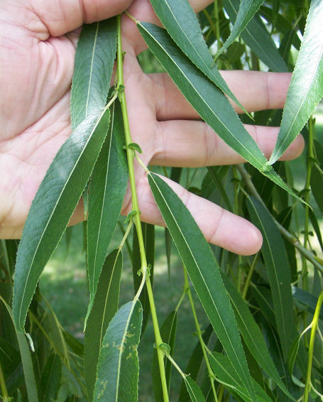 Leaflets of the Black Willow