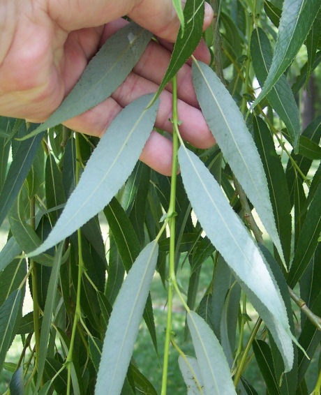 Leaflets Reverse Side of the Black Willow