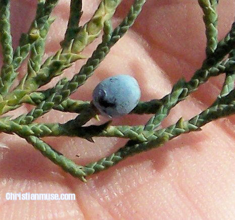Cone of the Eastern Red Cedar