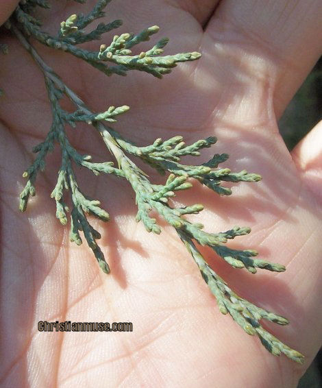 Needles of the Eastern Red Cedar
