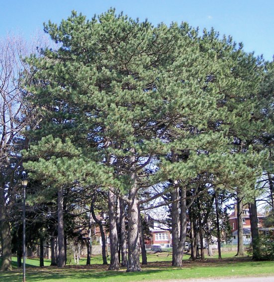 Austrian Pine