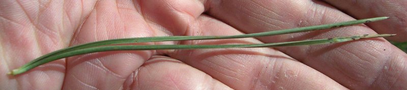 Needles of the Austrian Pine