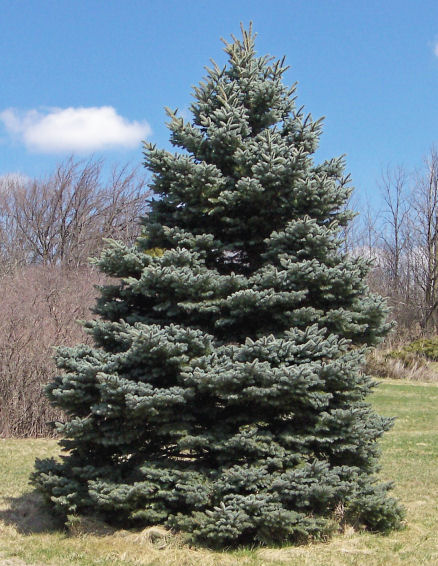 Blue Spruce