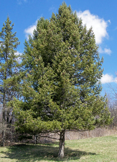 Douglas Fir