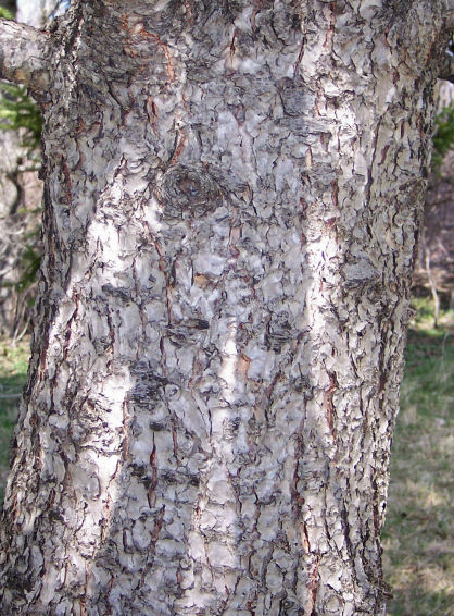 Bark of the Douglas Fir