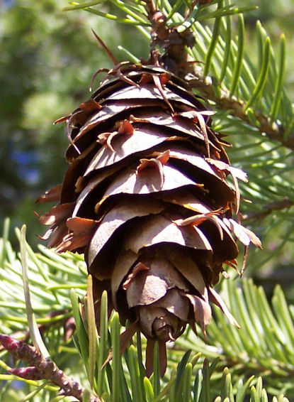 Cone of the Douglas Fir