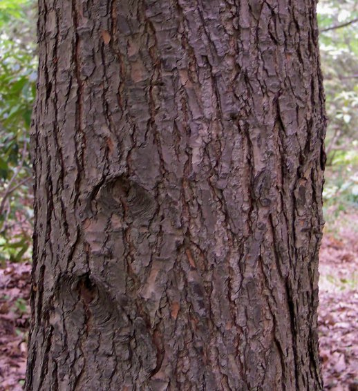 Bark of the Eastern Hemlock