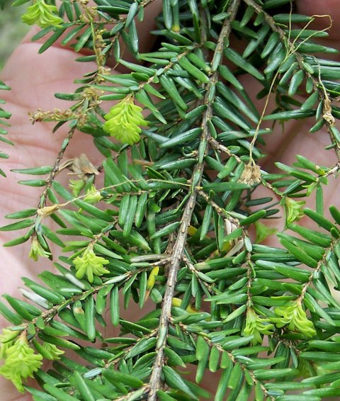 Needles of the Eastern Hemlock