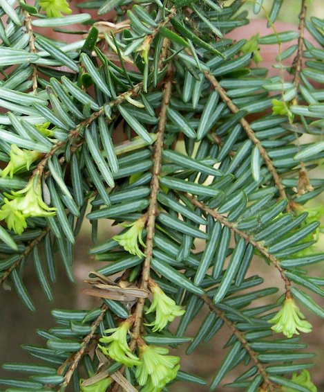 Reverse of the Eastern Hemlock