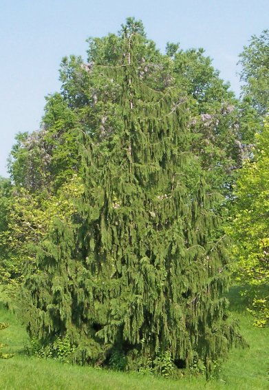 False Cypress
