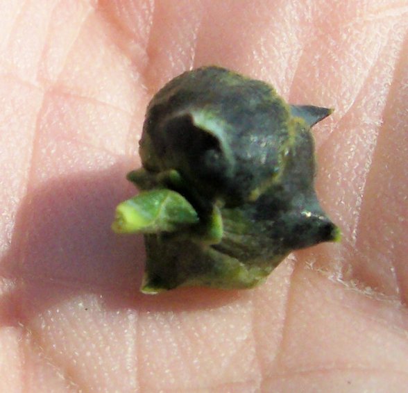 Cone of the False Cypress