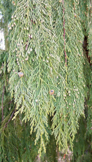 Needles of the False Cypress