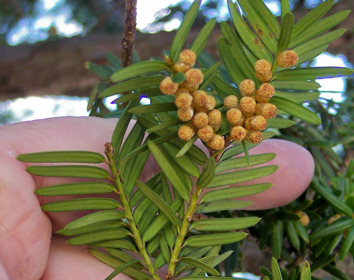 Reverse View of the Japanese Yew