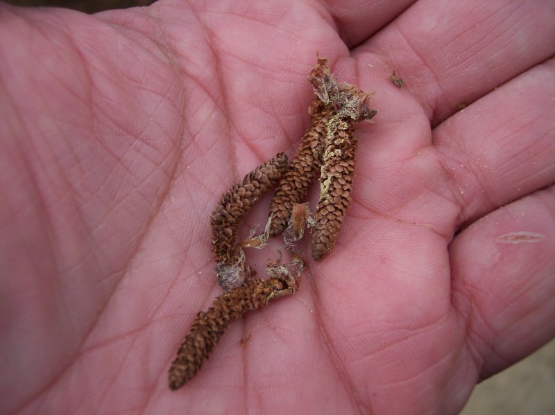 Red Pine, male cones, hang in bundles.
