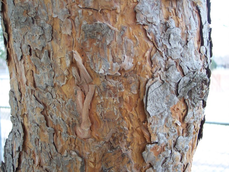 Scots Pine, - flakes in scales - papery underneath