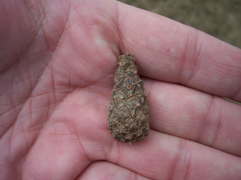 Scots Pine, female cone