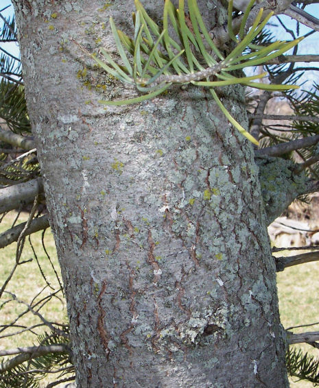 Trunk of the White Fir